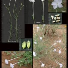 Attēlu rezultāti vaicājumam “Polemoniaceae”