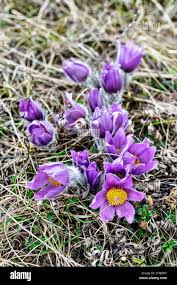 Image result for Kuhschelle