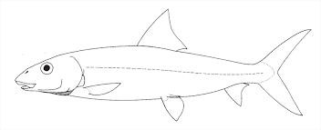 Image result for Albula vulpes