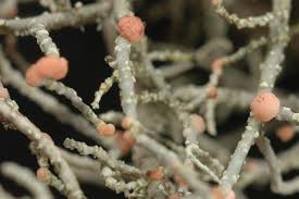 Attēlu rezultāti vaicājumam “Biatoropsis usnearum”