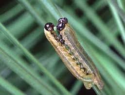 Attēlu rezultāti vaicājumam “Diprionidae cocoon”