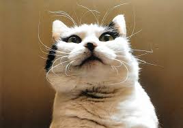 猫次郎에 대한 이미지 검색결과