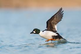 Attēlu rezultāti vaicājumam “Bucephala clangula juvenile”