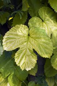 Attēlu rezultāti vaicājumam “Humulus lupulus leaf”