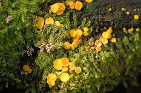 Attēlu rezultāti vaicājumam “Hymenoscyphus sp.”