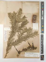 Attēlu rezultāti vaicājumam “Abies sibirica”