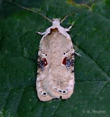 Attēlu rezultāti vaicājumam “Agonopterix alstromeriana”