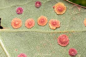 Attēlu rezultāti vaicājumam “Neuroterus quercusbaccarum”