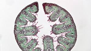 Attēlu rezultāti vaicājumam “Arenaria procera leaf”