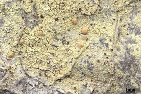 Attēlu rezultāti vaicājumam “Cliostomum corrugatum”