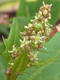 Attēlu rezultāti vaicājumam “Chenopodium rubrum flower”