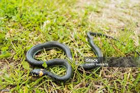 Attēlu rezultāti vaicājumam “Natrix natrix adult”