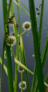Attēlu rezultāti vaicājumam “Typhaceae”