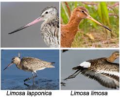 Attēlu rezultāti vaicājumam “Limosa lapponica adult”