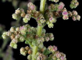 Image result for Chenopodium botrys