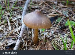 Attēlu rezultāti vaicājumam “Entoloma vernum”