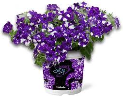 Image result for Petunie