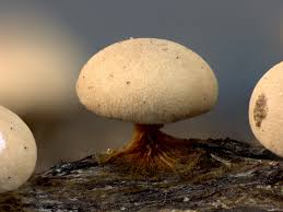 Attēlu rezultāti vaicājumam “Diderma montanum macro”