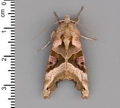 Attēlu rezultāti vaicājumam “Phlogophora meticulosa”