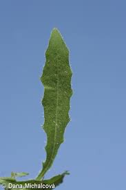 Attēlu rezultāti vaicājumam “Picris hieracioides”