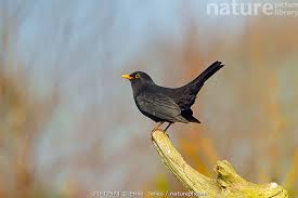 Attēlu rezultāti vaicājumam “Turdus merula male”