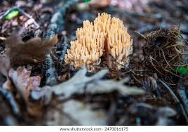 Attēlu rezultāti vaicājumam “Ramaria formosa”