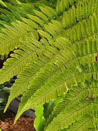 Attēlu rezultāti vaicājumam “Dryopteris”