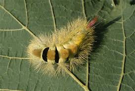 Attēlu rezultāti vaicājumam “Calliteara pudibunda larva”