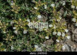 Attēlu rezultāti vaicājumam “Diderma montanum”