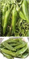 Afbeeldingsresultaat voor numex sandia hot pepper