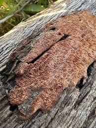 Attēlu rezultāti vaicājumam “Ceriporia purpurea”