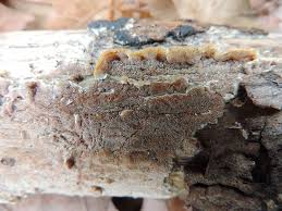 Attēlu rezultāti vaicājumam “Gloeoporus dichrous”