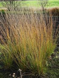 Attēlu rezultāti vaicājumam “Molinia caerulea fruit”