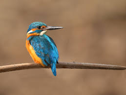 Attēlu rezultāti vaicājumam “Alcedo atthis adult”
