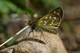 Attēlu rezultāti vaicājumam “Hesperia comma male”