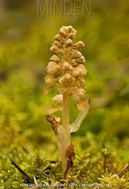 Attēlu rezultāti vaicājumam “Neottia nidus-avis flower”