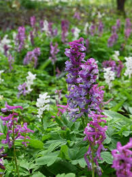 Attēlu rezultāti vaicājumam “Corydalis cava”