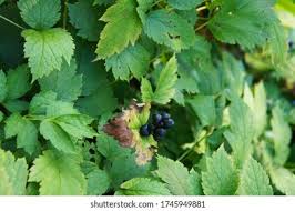 Attēlu rezultāti vaicājumam “Actaea spicata fruit”