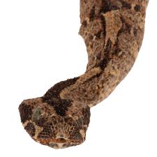 Image result for Spen Valley Vipers