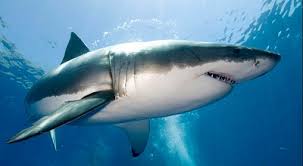 Image result for Carcharodon carcharias