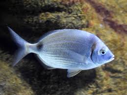 Image result for Oblada melanurus