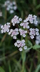 Attēlu rezultāti vaicājumam “Torilis japonica fruit”