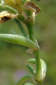 Attēlu rezultāti vaicājumam “Spergularia marina leaf”