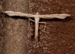 Attēlu rezultāti vaicājumam “Gillmeria pallidactyla”