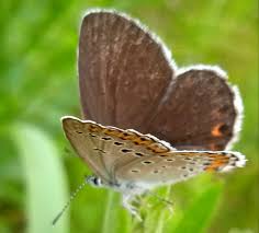 Attēlu rezultāti vaicājumam “Plebejus argyrognomon”