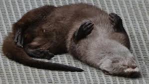 Image result for Eltham Otters