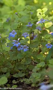 Attēlu rezultāti vaicājumam “Glechoma hederacea flower”
