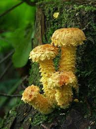 Attēlu rezultāti vaicājumam “Pholiota flammans”