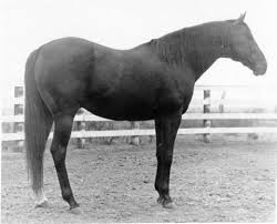 Image result for Kings Ranch Riding School/Club