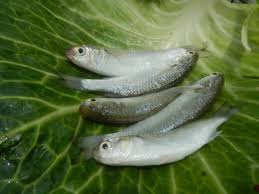 Image result for Crenimugil seheli